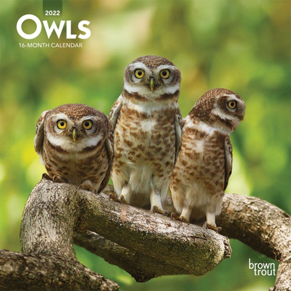 Owls 2022 Mini Wall Calendar