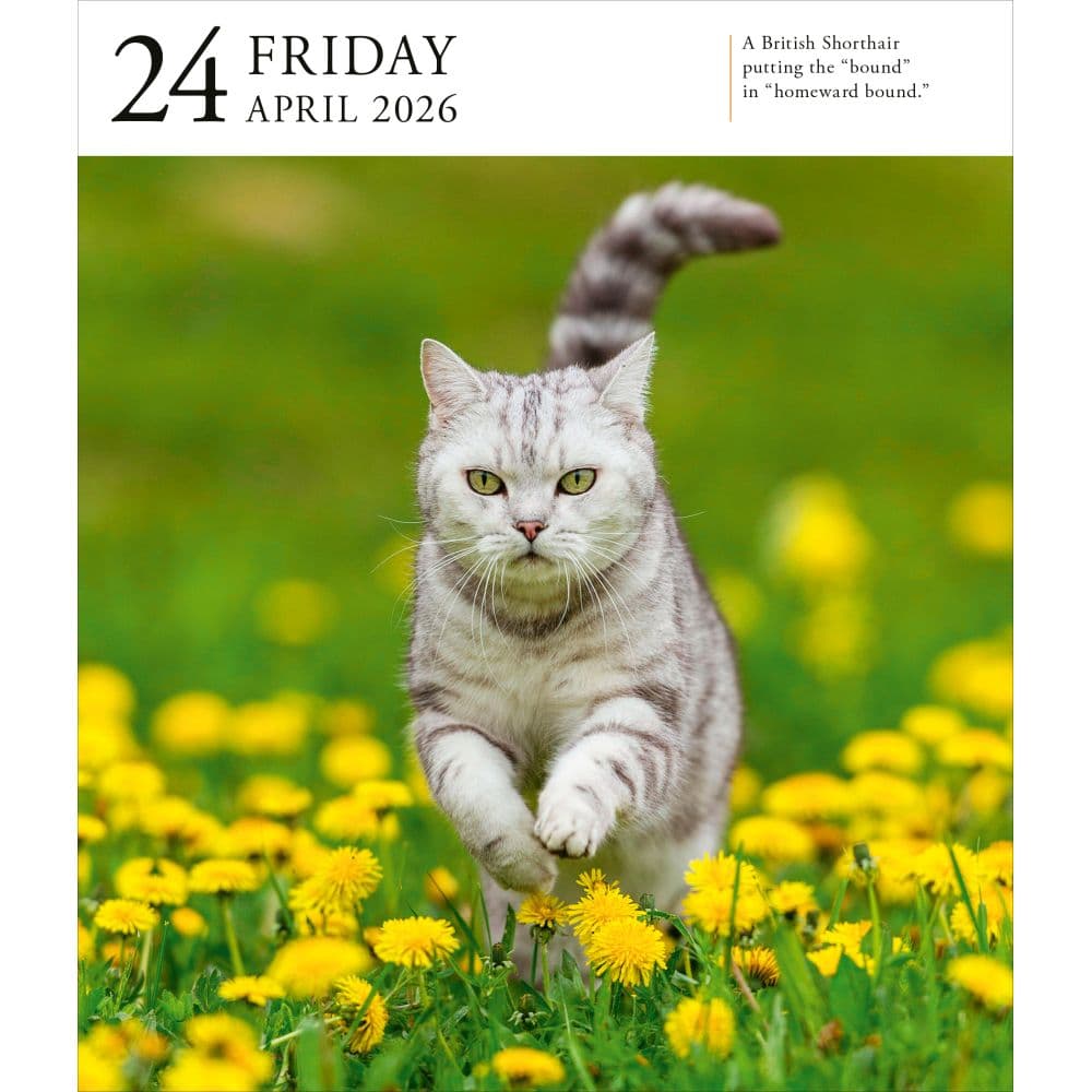 Cat Gallery 2026 Desk Calendar Third Alternate Image