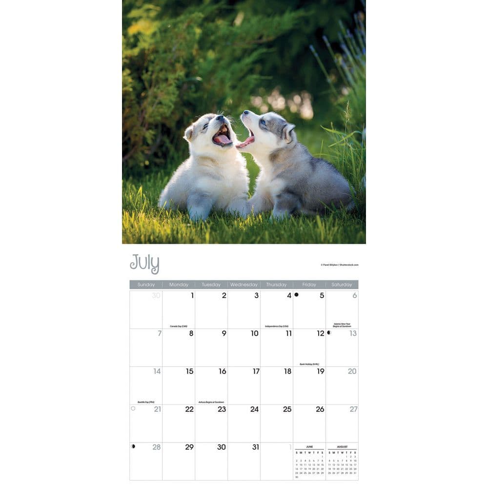 Playful Puppies 2024 Wall Calendar Alternate Image 3