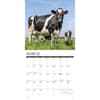 image Just Cows 2026 Wall Calendar Second Alternate Image
