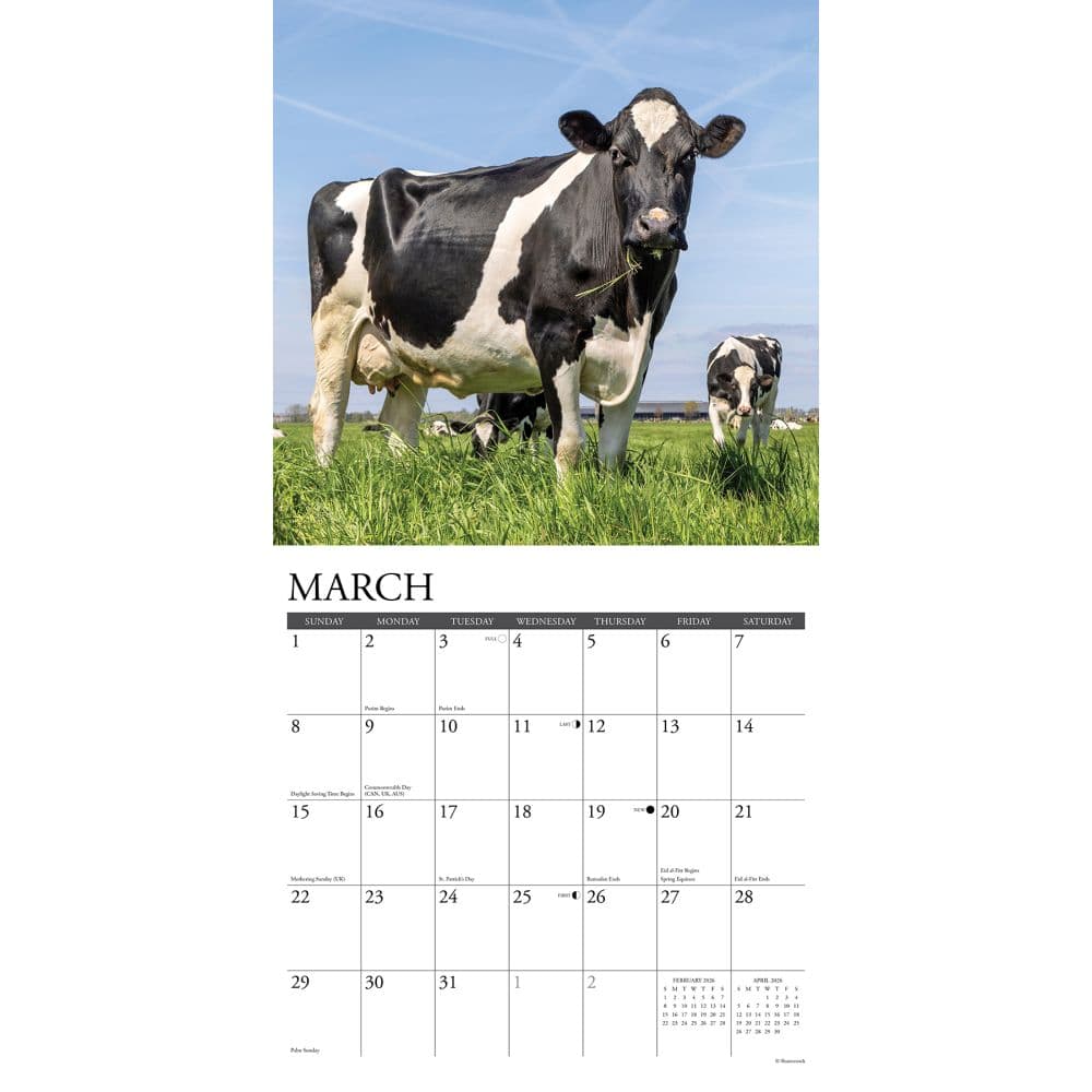 Just Cows 2026 Wall Calendar Second Alternate Image
