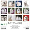 image Just Maltese 2025 Wall Calendar First Alternate Image width=&quot;1000&quot; height=&quot;1000&quot;