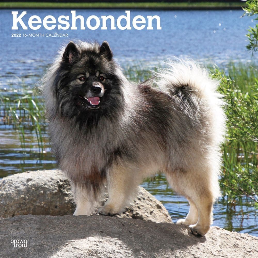 Keeshonden 2022 Wall Calendar