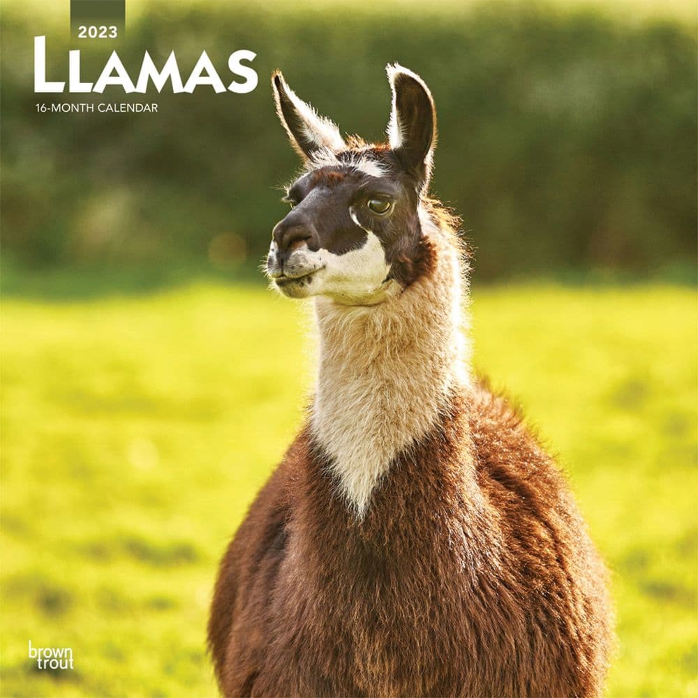 Llamas 2023 Wall Calendar