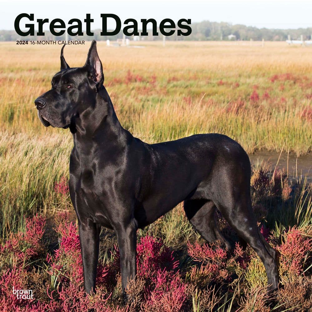 Great Danes 2024 Wall Calendar Calendars Com   8a2876d2 5bfb 46e3 89a4 A1d3ce51e43c