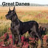 image Great Danes 2024 Wall Calendar Main Product Image width=&quot;1000&quot; height=&quot;1000&quot;