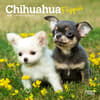 image Chihuahua Puppies 2025 Mini Wall Calendar Main Image