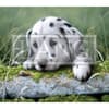 image Love Of Dogs 2025 Desktop Wallpaper