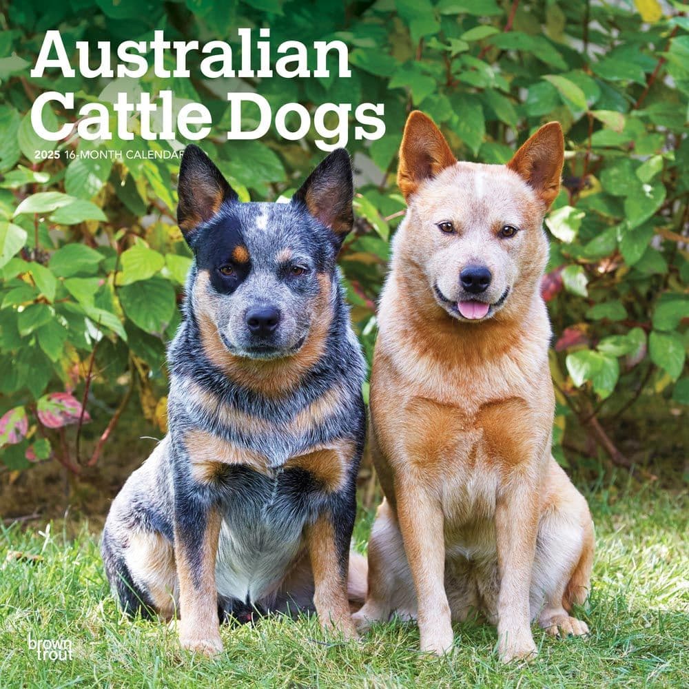 Australian Cattle Dogs 2025 Wall Calendar