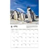 image Penguins WWF 2026 Wall Calendar Second Alternate Image