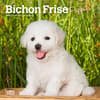 image Bichon Frise Puppies 2025 Mini Wall Calendar Main Product Image width=&quot;1000&quot; height=&quot;1000&quot;