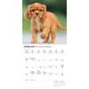 image Cavalier King Charles Puppies 2026 Mini Wall Calendar Second Alternate Image