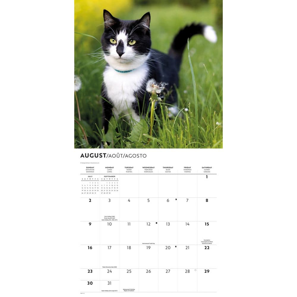 Tuxedo Cats 2026 Wall Calendar Third Alternate Image
