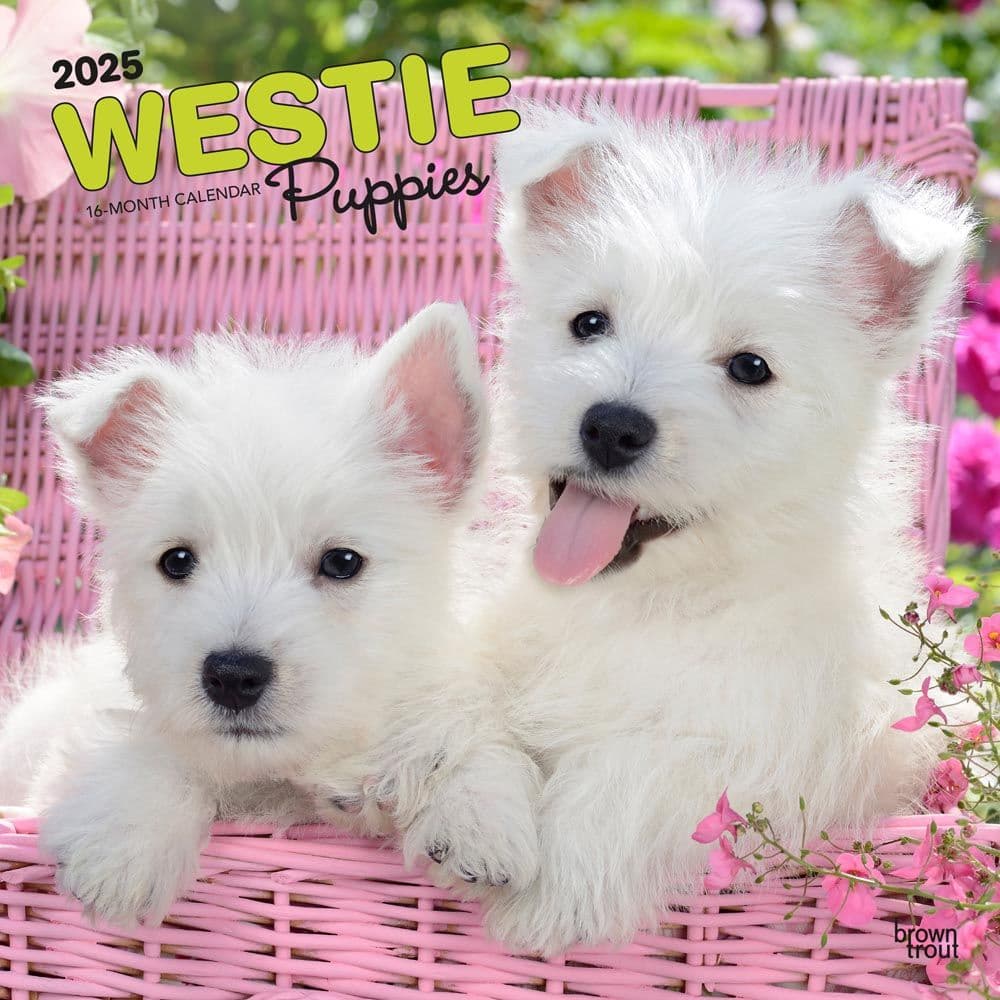 West Highland White Terrier Puppies 2025 Wall Calendar