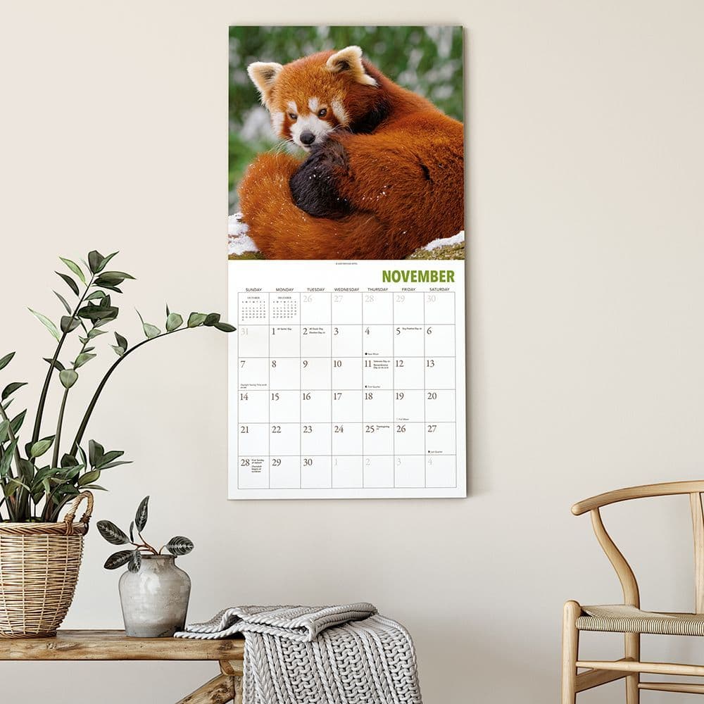 Red Pandas Wall Calendar