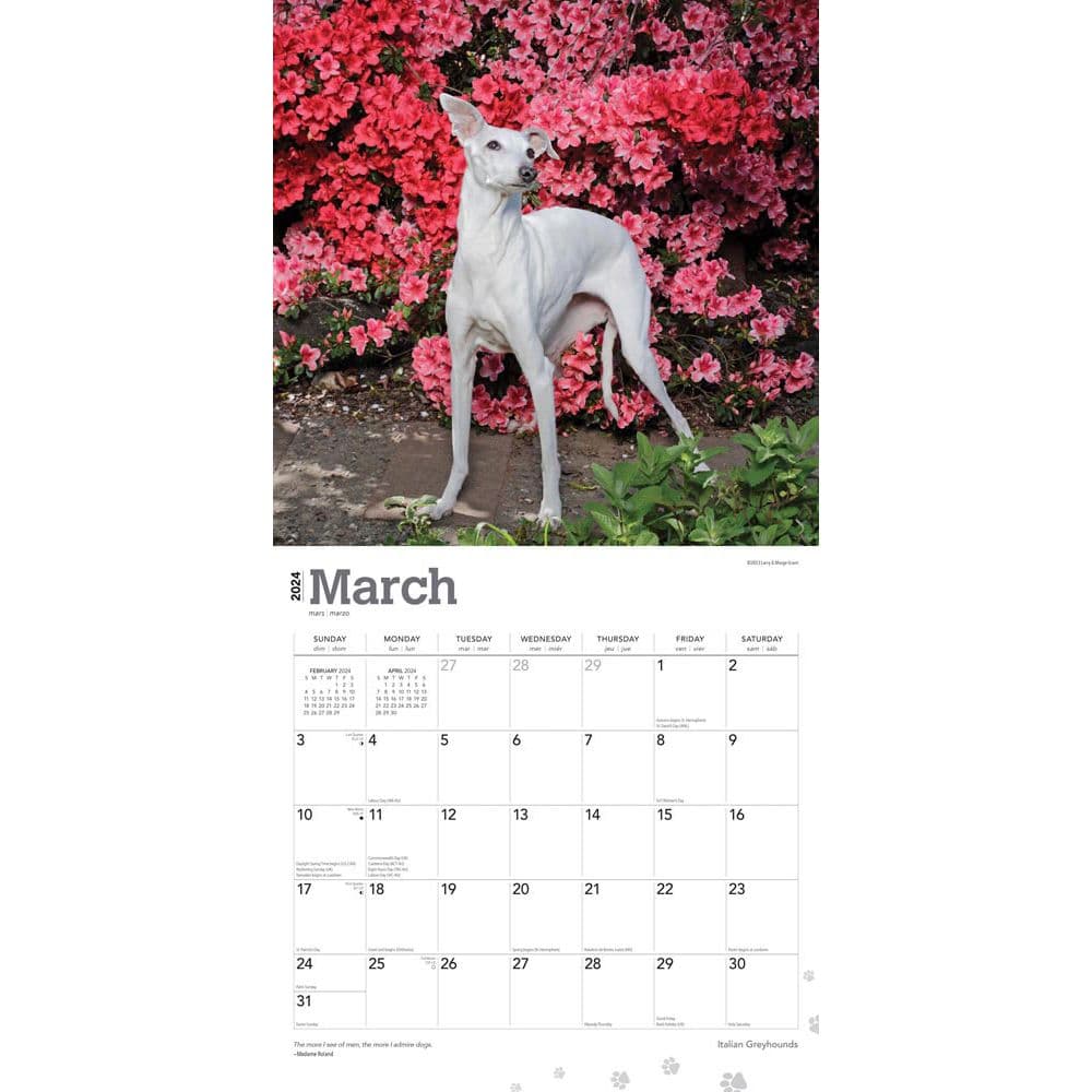 Italian Greyhounds 2024 Wall Calendar