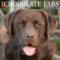 image Just Chocolate Labs 2026 Wall Calendar Main Image