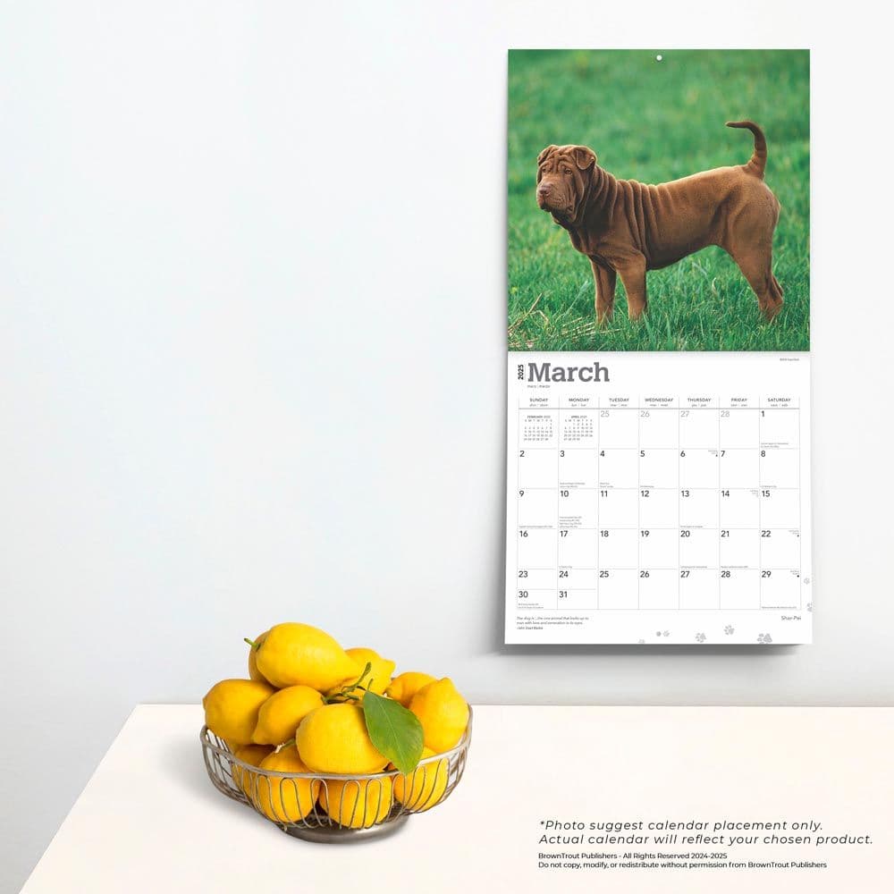 Shar-Pei 2025 Wall Calendar Fourth Alternate Image