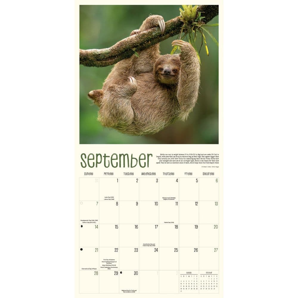 Sloth Life 2025 Wall Calendar Fourth Alternate Image width="1000" height="1000"