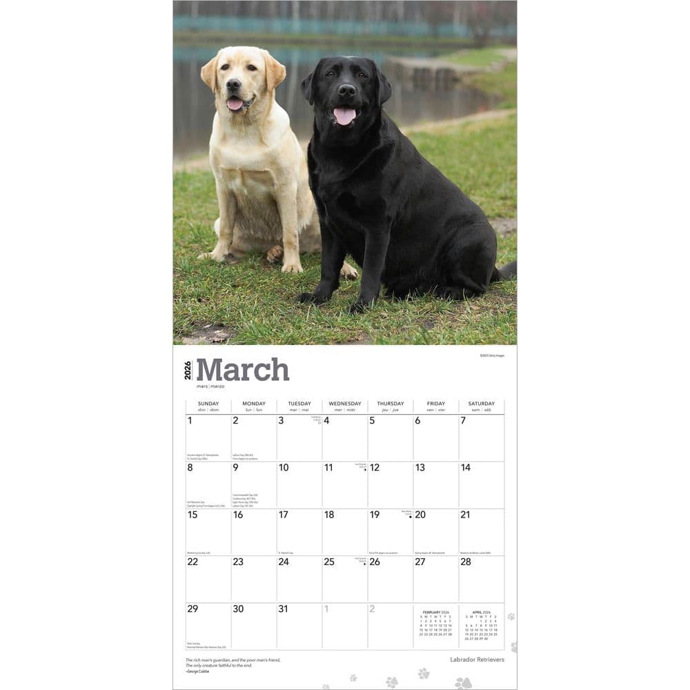 Labrador Retrievers 2010 Wall Calendar: Magnum