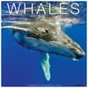 image Whales 2025 Wall Calendar  Main Image