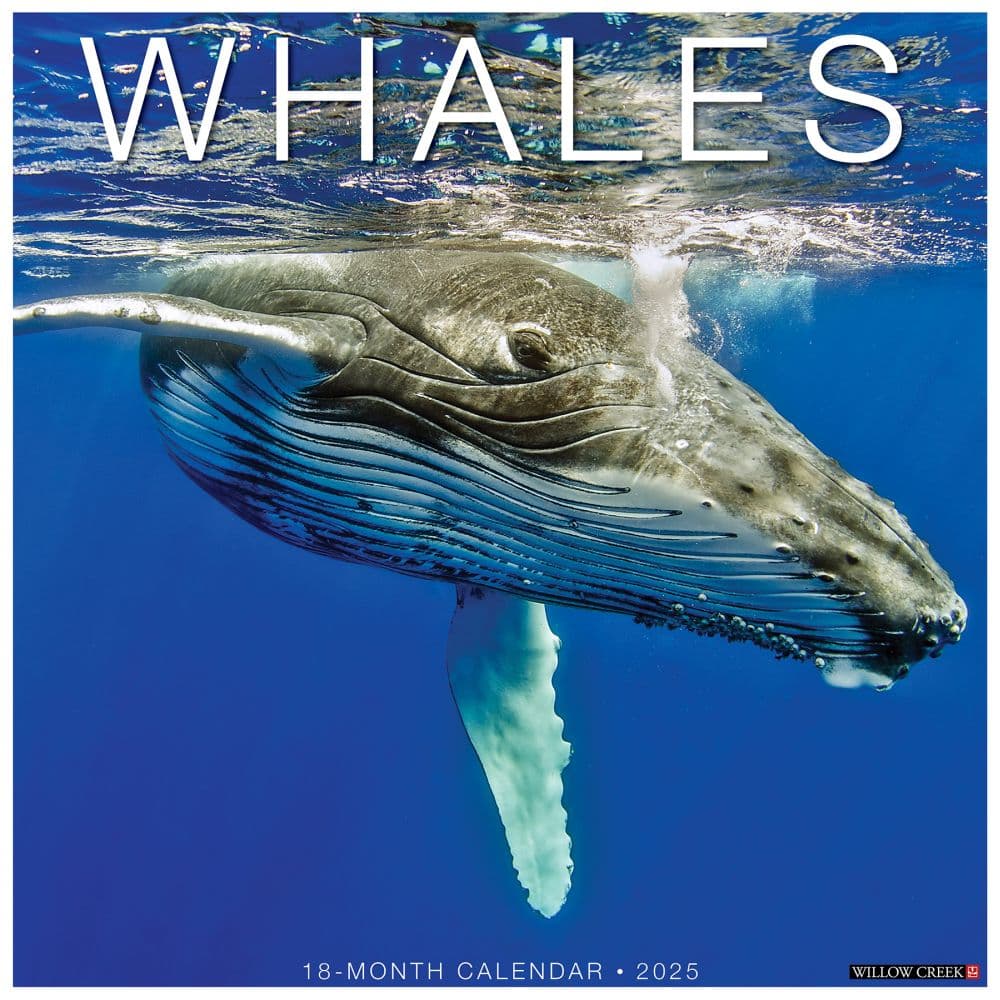 Whales 2025 Wall Calendar  Main Image