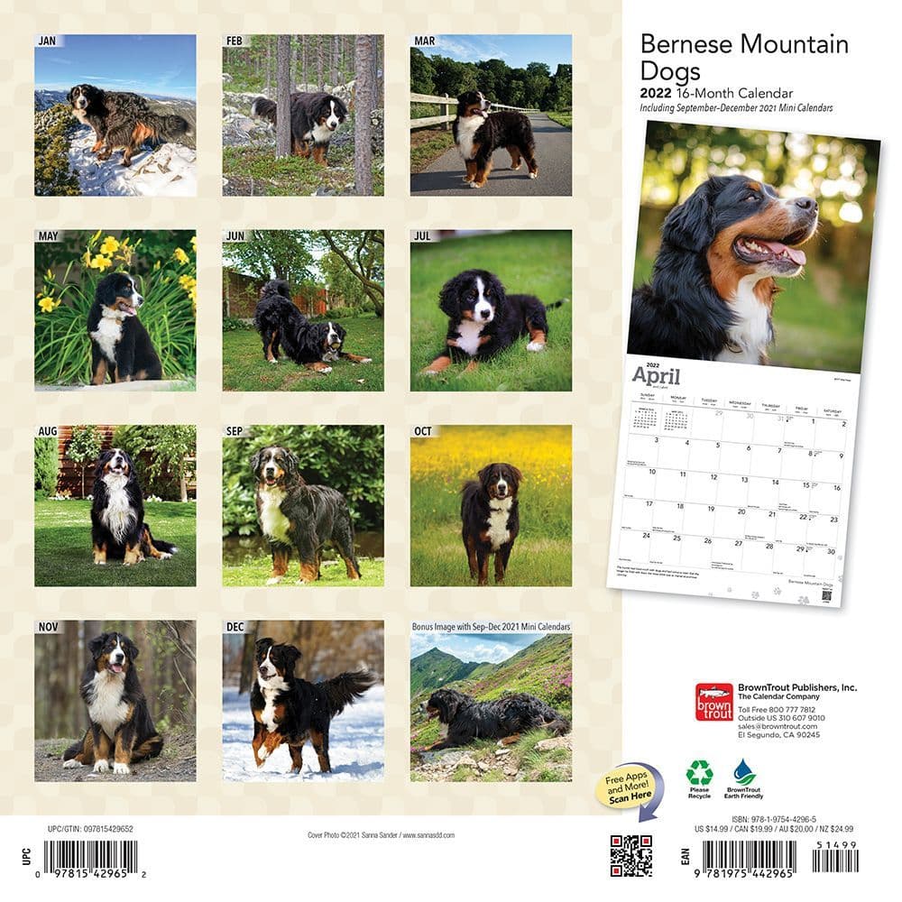 Bernese Mountain Dogs 2022 Wall Calendar - Calendars.com