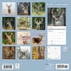 image White Tailed Deer Special Value 2026 Wall Calendar First Alternate Image