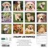image Just Yellow Lab Puppies 2026 Wall Calendar First Alternate Image