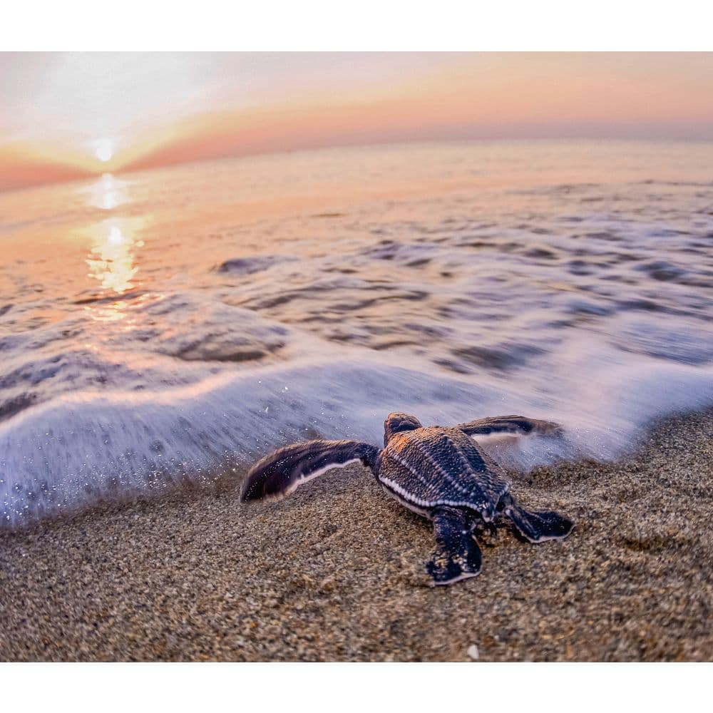 Sea Turtles WWF 2025 Wall Calendar - Calendars.com