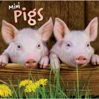 image Mini Pigs 2027 Wall Calendar Main Image