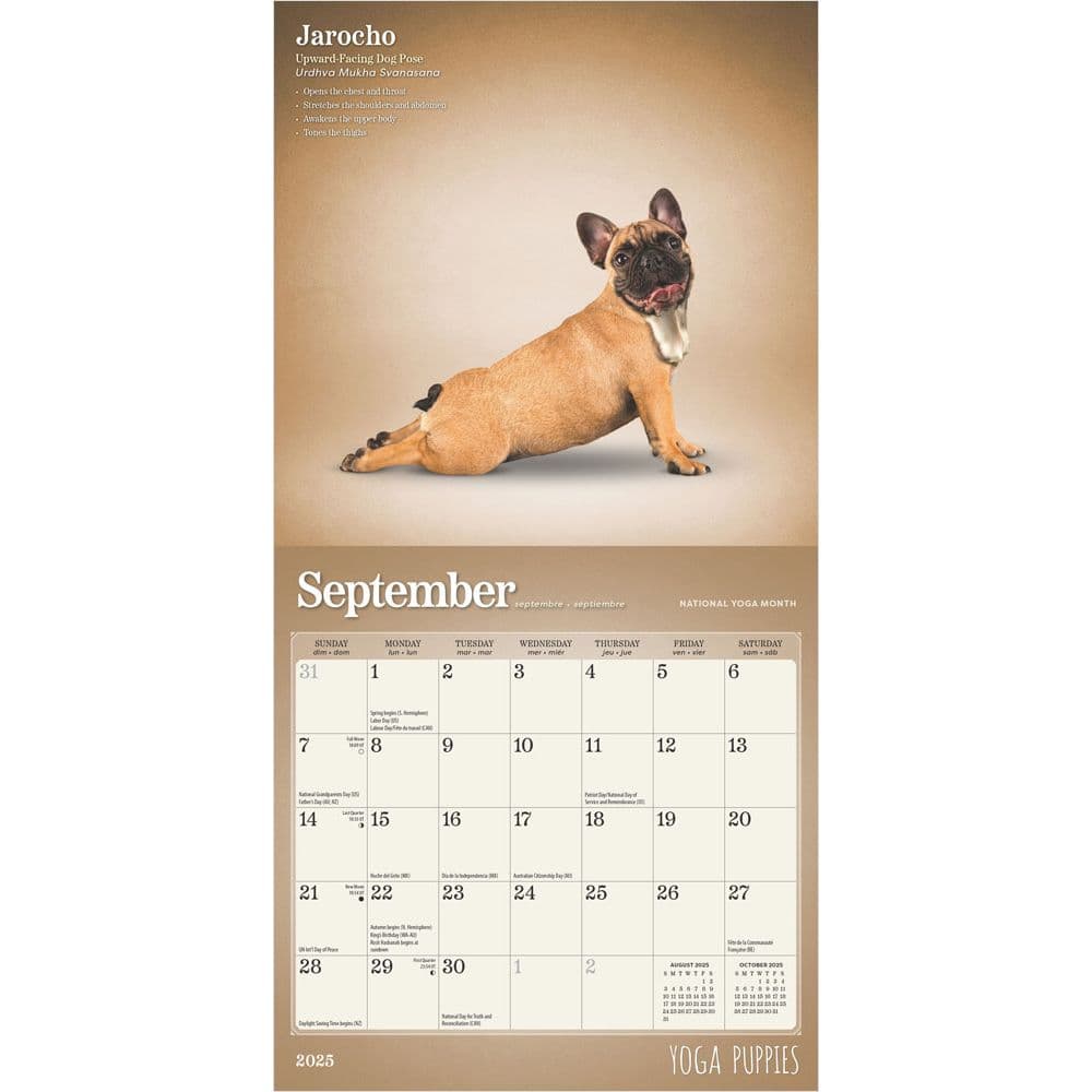 Yoga Puppies 2025 Mini Wall Calendar Second Alternate  Image width=&quot;1000&quot; height=&quot;1000&quot;