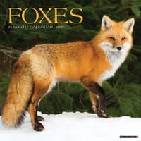 image Foxes 2026 Wall Calendar  Main Image