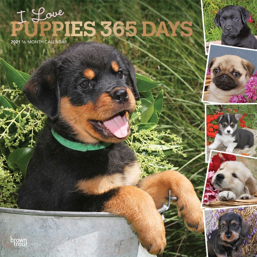 2021 I Love Puppies Calendars | Dog-Calendars.com