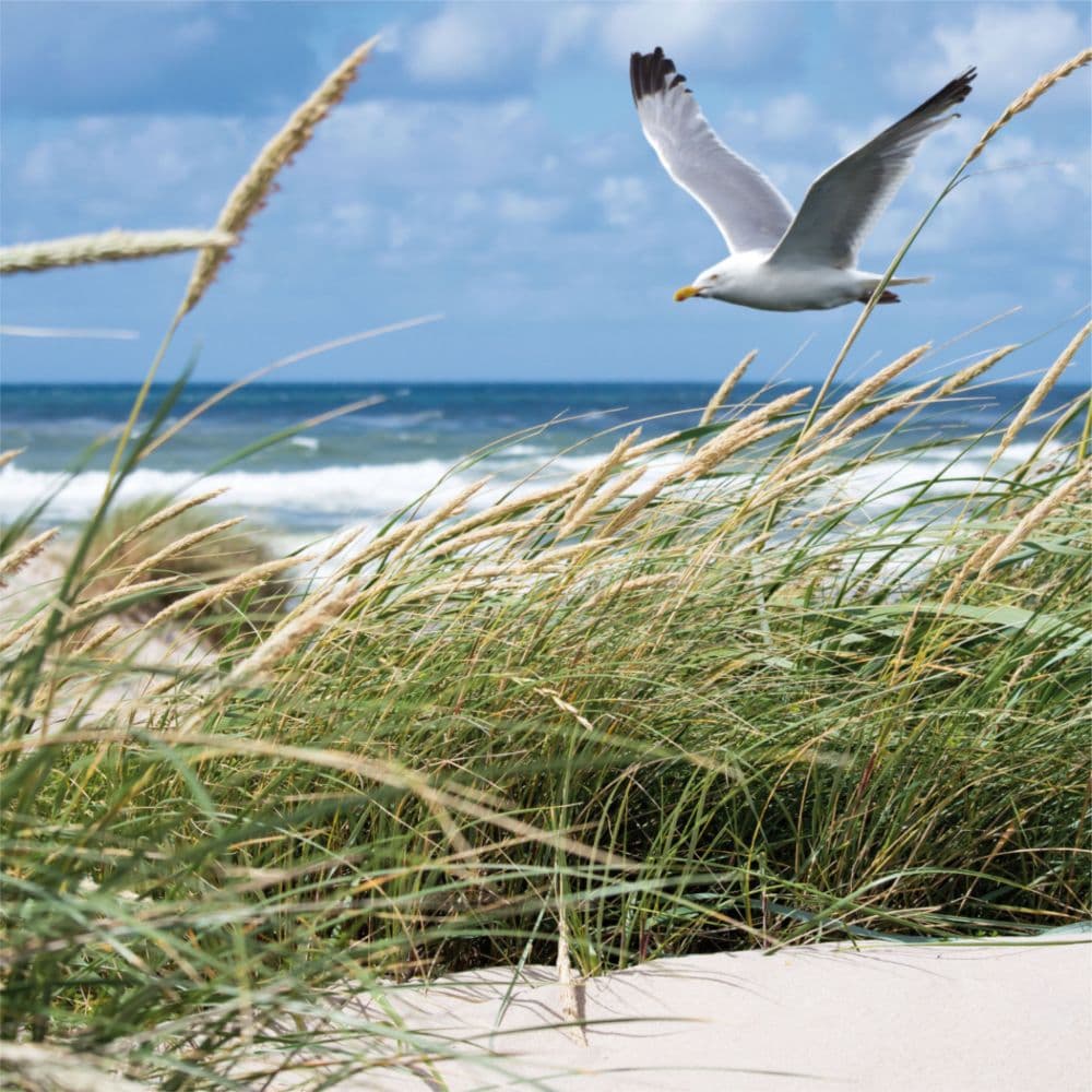 beach-treasures-2023-wall-calendar-calendars