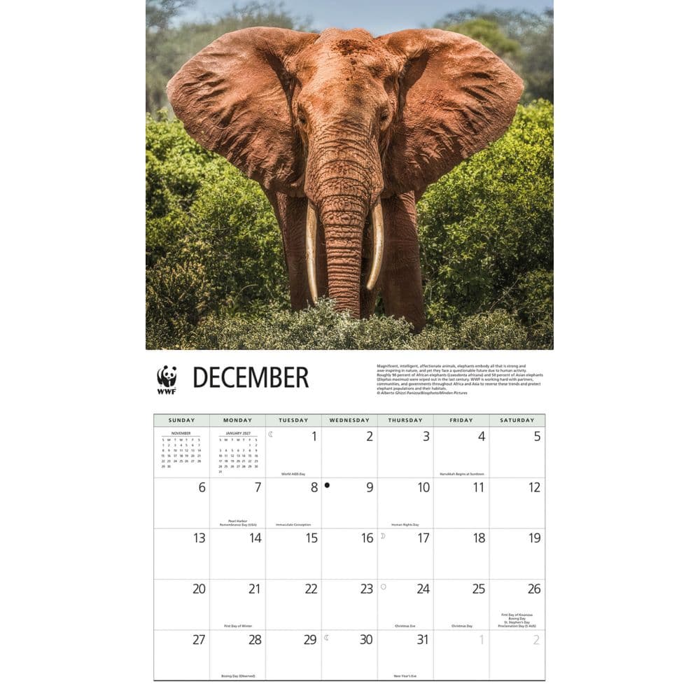 Elephants WWF 2026 Wall Calendar Fourth Alternate Image