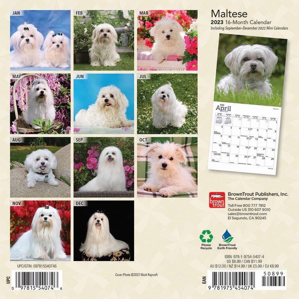 Maltese 2023 Mini Wall Calendar 7x7 Calendars