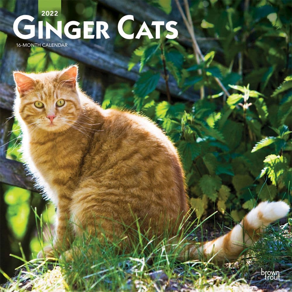 Ginger Cats 2022 Wall Calendar - Calendars.com