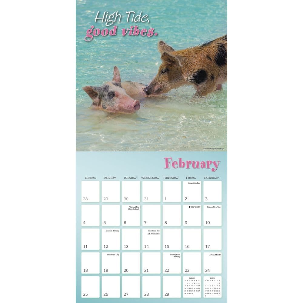 Pigs in Paradise 2024 Wall Calendar Alternate Image 3
