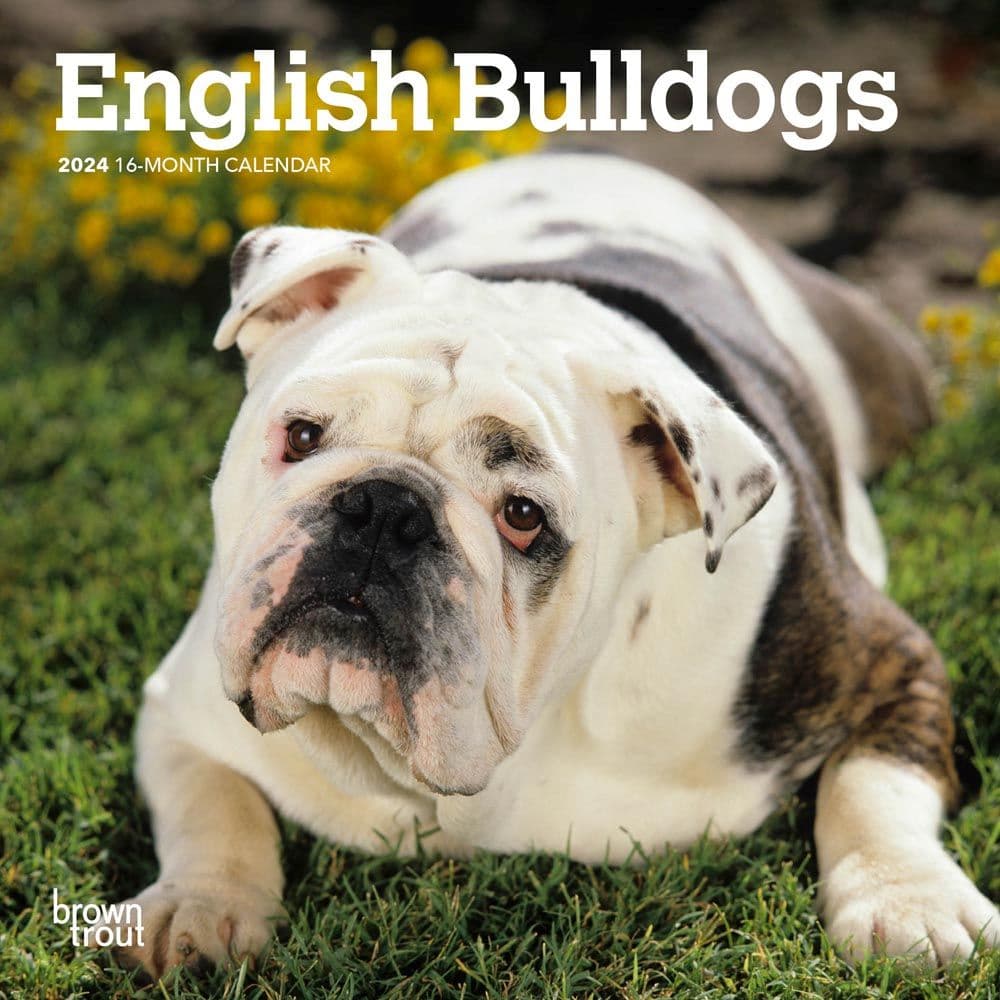 Bulldogs 2024 Mini Wall Calendar - Calendars.com