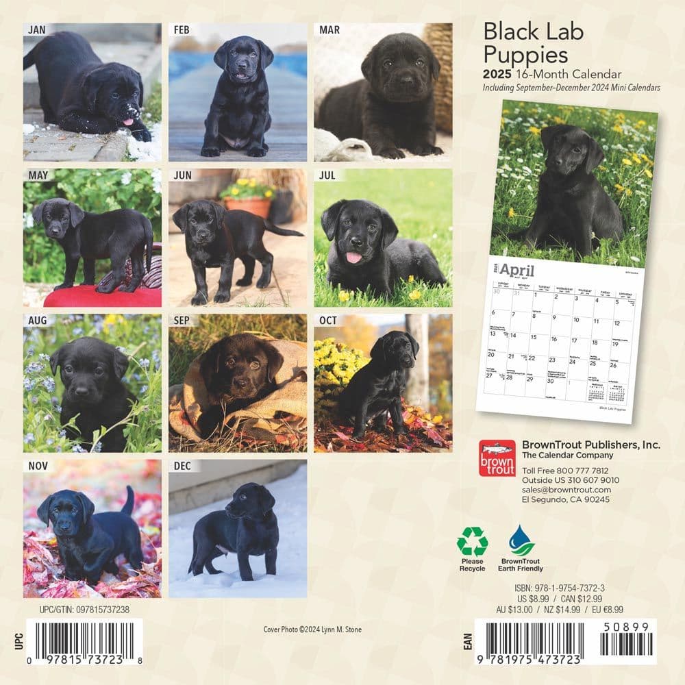 Black Lab Puppies 2025 Mini Wall Calendar First Alternate Image width=&quot;1000&quot; height=&quot;1000&quot;