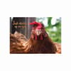 image Chicken Greeting Card 2nd Product Detail  Image width=&quot;1000&quot; height=&quot;1000&quot;