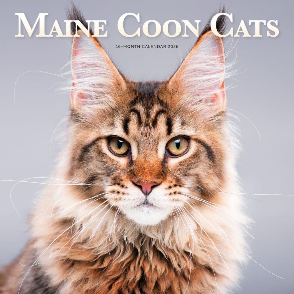 Maine Coon Cats 2026 Wall Calendar  Main Image