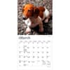 image Dachshunds 2027 Mini Wall Calendar Second Alternate Image
