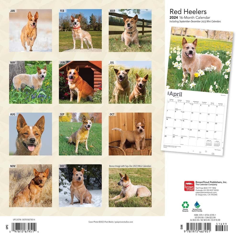 Red Heelers 2024 Wall Calendar First Alternate Image width=&quot;1000&quot; height=&quot;1000&quot;