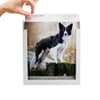 image Dog Gallery 2025 Desk Calendar Ninth Alternate Image width=&quot;1000&quot; height=&quot;1000&quot;