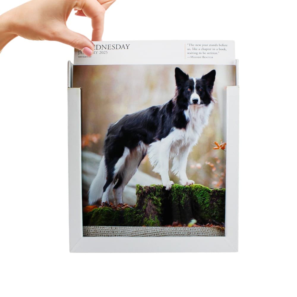 Dog Gallery 2025 Desk Calendar Ninth Alternate Image width=&quot;1000&quot; height=&quot;1000&quot;