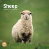 image Sheep 2025 Wall Calendar Main Product Image