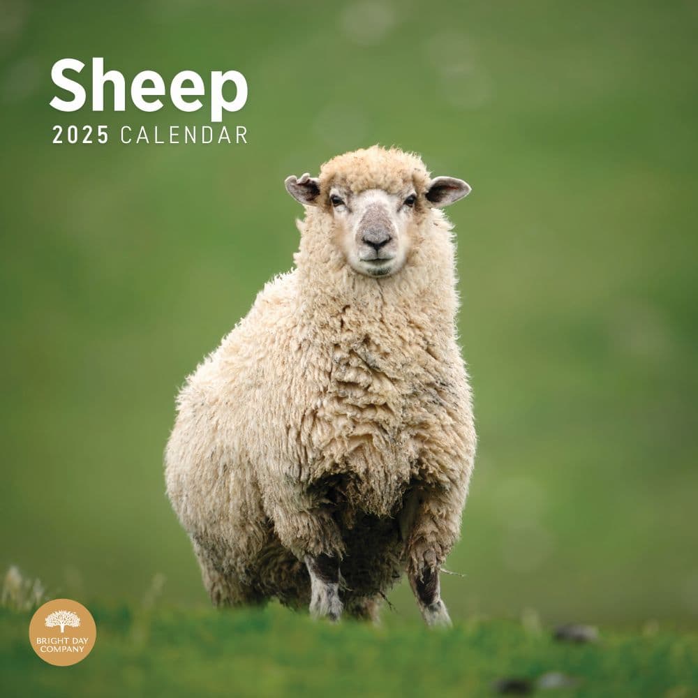 Sheep 2025 Wall Calendar Main Product Image