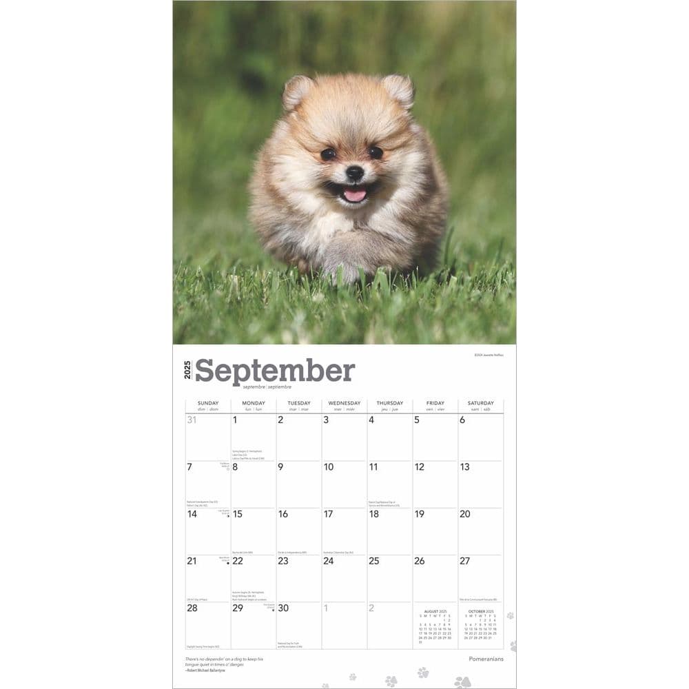 Pomeranians 2025 Wall Calendar Alt3